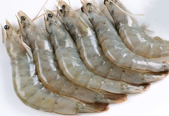 南美白對蝦：殼薄體肥，肉質(zhì)鮮嫩，出肉率高