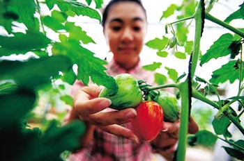 文昌：積極實施農(nóng)產(chǎn)品品牌戰(zhàn)略