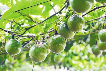 保亭：打造熱帶農(nóng)業(yè)品牌，推動(dòng)農(nóng)業(yè)提質(zhì)增效