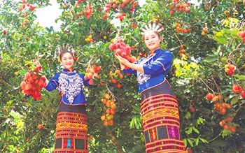 保亭發(fā)布“保亭紅毛丹”農(nóng)產(chǎn)品區(qū)域公用品牌