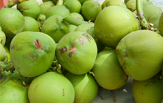 文昌椰子：文昌特產(chǎn)，全國農(nóng)產(chǎn)品地理標(biāo)志產(chǎn)品