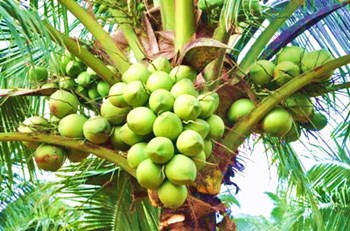 文椰新品種：品種創(chuàng)新，填補(bǔ)國內(nèi)空白