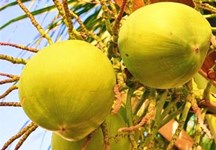 文昌椰生活：吃椰子菜、喝椰子汁，靠椰子發(fā)財(cái)致富