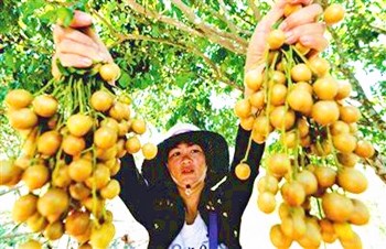 儋州打造熱帶特色高效農業(yè)新高地