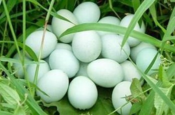 儋州綠殼雞蛋：近年來(lái)廣受歡迎的海南特產(chǎn)