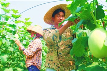 樂東：引進多個龍頭企業(yè)帶動多渠道促農(nóng)民增收