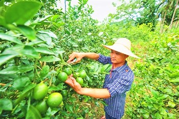 孫明清：從品牌著手把海南檸檬打造成一個(gè)大產(chǎn)業(yè)
