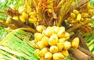 王富有：推動(dòng)“三產(chǎn)”融合，吸引科技人才來瓊創(chuàng)新