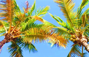 海南：突破技術(shù)瓶頸打造國際椰子產(chǎn)業(yè)交易中心