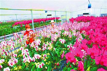 ?？冢?0多萬株花陸續(xù)銷往廣等地