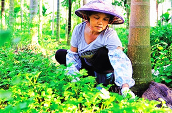 屯昌野菜遠銷京廣滬