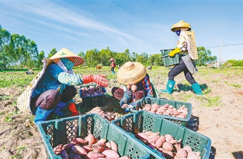 儋州千畝海頭地瓜迎來豐收季行情較好