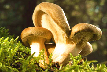 瓊海：“公司+貧困戶”帶動貧困戶發(fā)展蘑菇種植產(chǎn)業(yè)