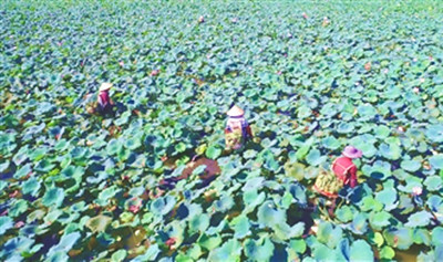 臨高縣皇桐鎮(zhèn)金波村蓮花豐收，村民采蓮忙