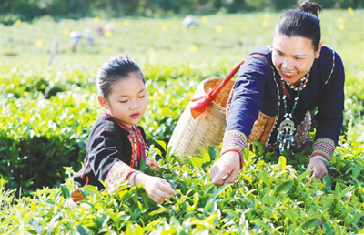 白沙生態(tài)農(nóng)業(yè)帶動(dòng)群眾穩(wěn)定增收、逐步致富