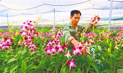 東方樂妹村大力發(fā)展秋石斛蘭花等特色產(chǎn)業(yè)