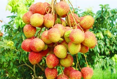 南金妃子笑荔枝：肉厚，質(zhì)爽脆，多汁，味清甜帶香