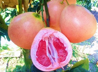 南金三紅蜜柚：色澤鮮艷、汁多柔軟，清甜微酸