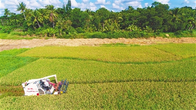 瓊海農(nóng)民加快秋收進(jìn)度確保糧食顆粒歸倉(cāng)