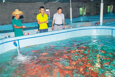 萬(wàn)寧大石嶺村，村民養(yǎng)殖石斑魚(yú)致富