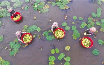 瓊海龍壽洋萬(wàn)畝田野公園九品香蓮助力鄉(xiāng)村旅游