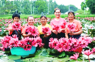 萬(wàn)寧蓮花讓村民腰包鼓了起來(lái)