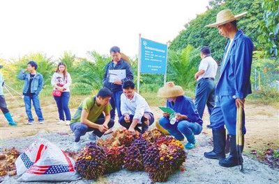 “熱油6號(hào)”適宜在海南及相似氣候區(qū)域推廣種植
