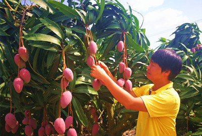 三亞芒果進(jìn)入采摘旺季，日出島量突破2000噸