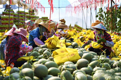 樂東：以“三品”為總抓手，打造現(xiàn)代農(nóng)業(yè)發(fā)展新格局