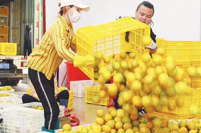 瓊中綠橙采摘季節(jié)，深加工延伸綠橙產(chǎn)業(yè)鏈