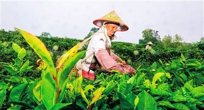 瓊中：轉換雨林資源優(yōu)勢，培育生態(tài)茶品牌