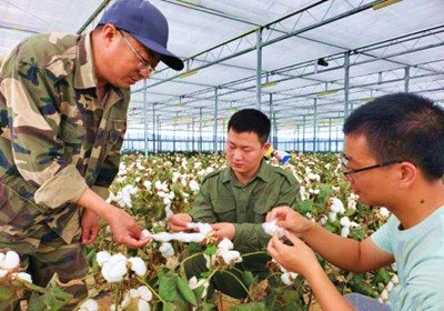 海南棉花南繁單位達百余個，棉花種植面積5000畝