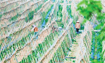 定安：激發(fā)基層活力，助推鄉(xiāng)村振興