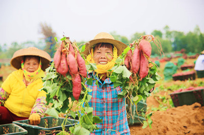 儋州光村村委會(huì)：地瓜迎豐收，農(nóng)戶采收忙