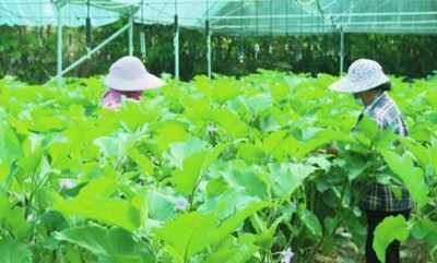 保亭：確保群眾吃上平價(jià)菜、放心菜