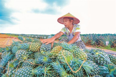 儋州：鳳梨開始采收，今年市場收購價每斤3.5元