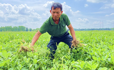 儋州竹古村委會(huì)：建花生種植基地，注冊(cè)商標(biāo)打造品牌