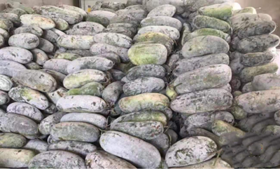 定安龍河鎮(zhèn)一農(nóng)戶三萬斤白皮冬瓜急需出售