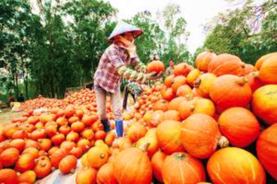 定安紅花嶺50畝貝貝南瓜待售，希望能早點(diǎn)賣出去