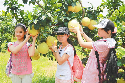 儋州：深耕特色農(nóng)業(yè)品牌 引領(lǐng)現(xiàn)代農(nóng)業(yè)發(fā)展