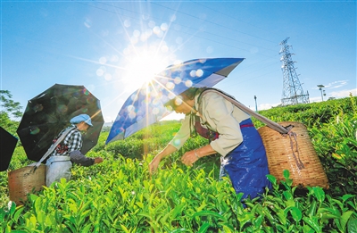 五里路茶韻共享農(nóng)莊帶動(dòng)茶農(nóng)增收致富
