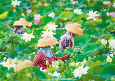 瓊海：數(shù)百畝荷塘荷花盛開農(nóng)民忙采摘蓮蓬