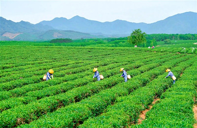 白沙：一片茶葉助推農(nóng)民增收、農(nóng)業(yè)增效、農(nóng)村增美