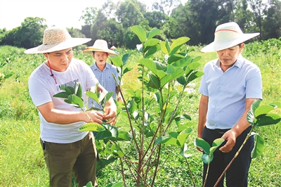 臨高學(xué)田村引進紅寶石芭樂產(chǎn)業(yè)助農(nóng)增收