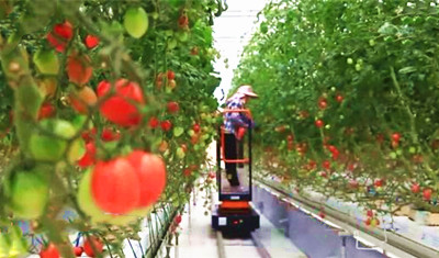 陵水：用一部手機就可以控制上千畝蔬菜、水果種植