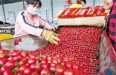 陵水：小小圣女果，闖出大名堂