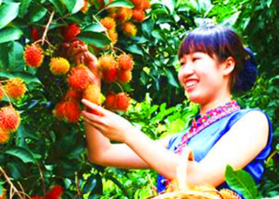 保亭：電商助力打造“七仙影保亭紅毛丹”品牌