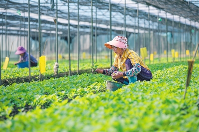 ?？诤Y選出22種新品種耐濕熱優(yōu)質葉菜并進行推廣
