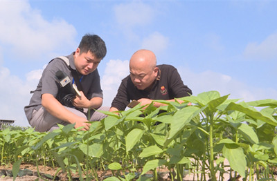 瓊海掀冬種熱潮，全市計劃種植冬季瓜菜16萬畝