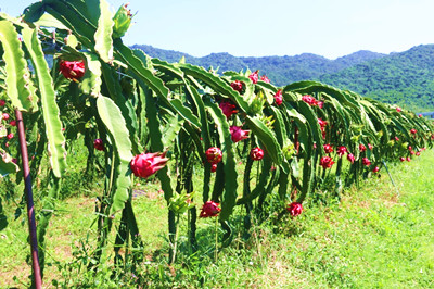 三亞：催生鄉(xiāng)村振興新業(yè)態(tài)，實現(xiàn)農(nóng)業(yè)全鏈條拓展升級